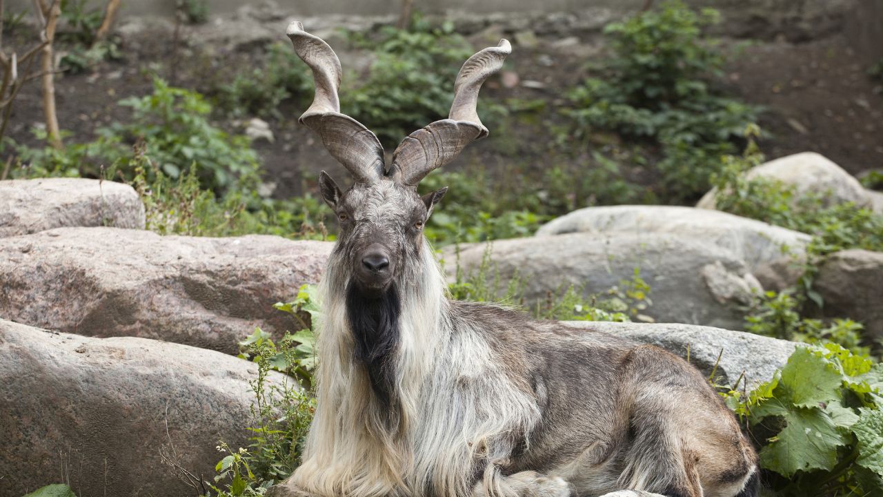 Markhor