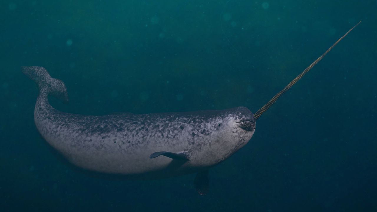 Narwhal