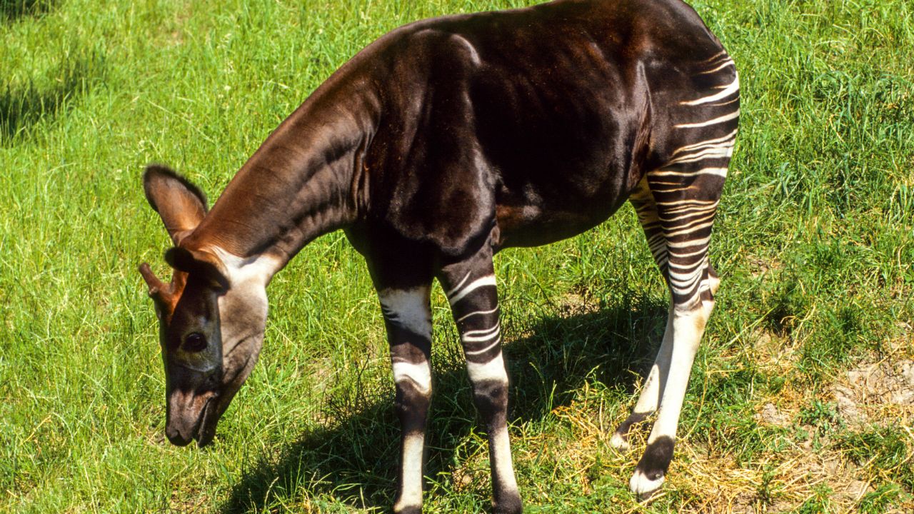 Okapi