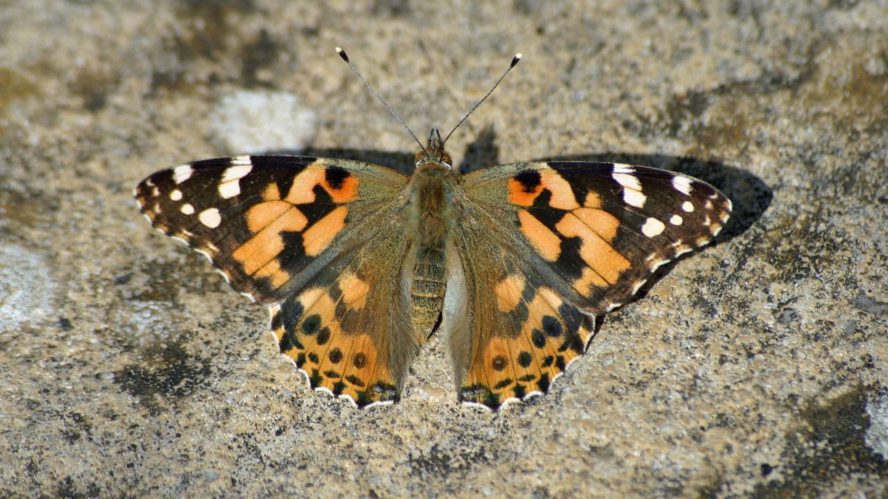 Painted Lady Butterfly