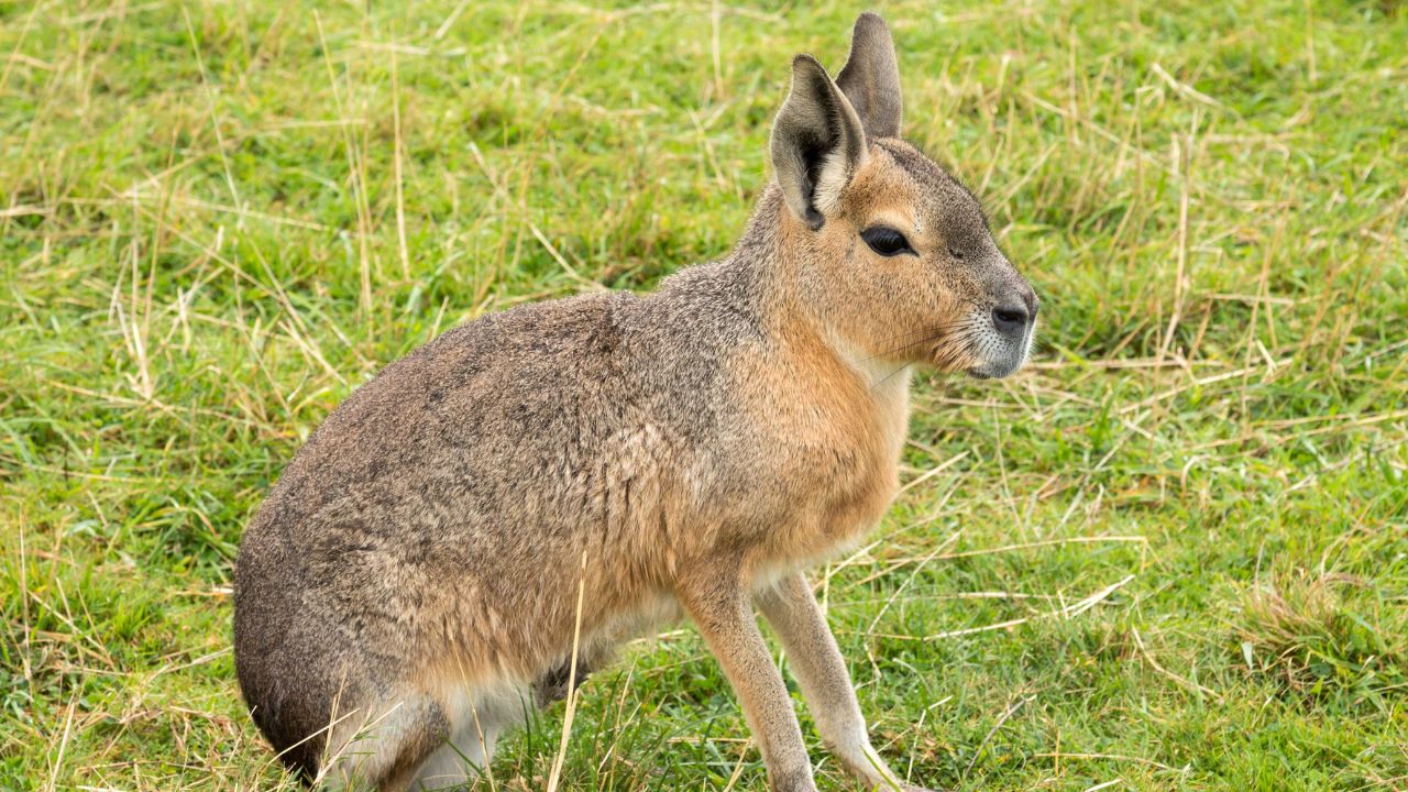 Patagonian Mara