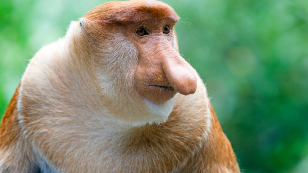 Proboscis Monkey