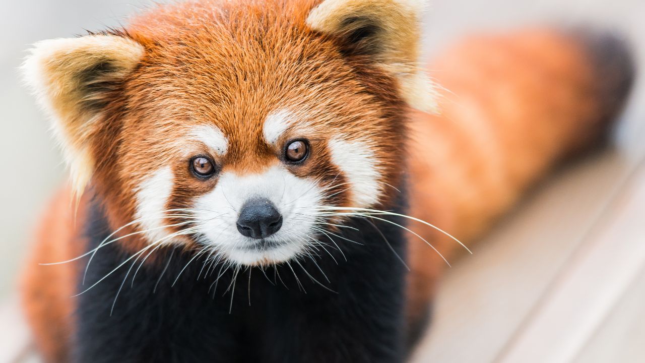 Red Panda