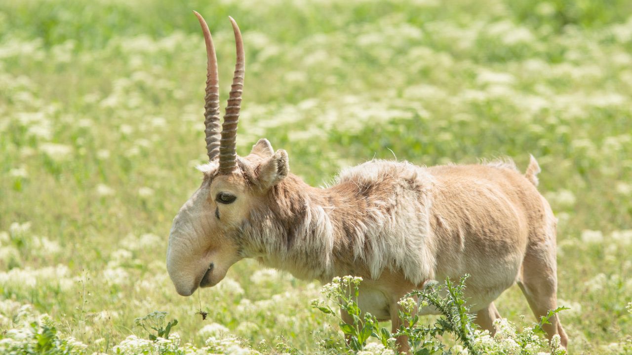 Saiga Antelope