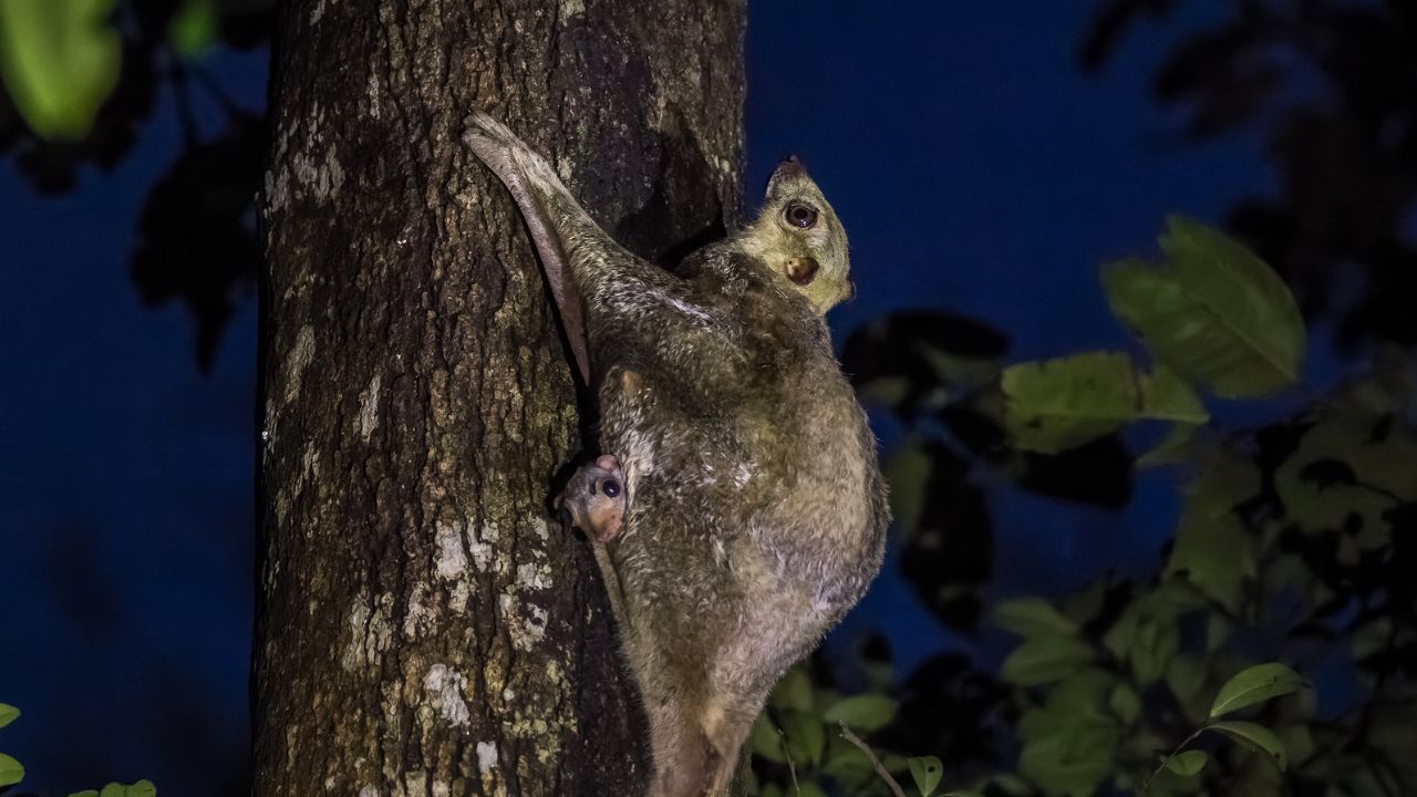 Sunda Colugo