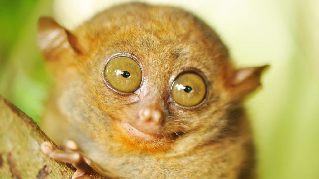 Tarsier