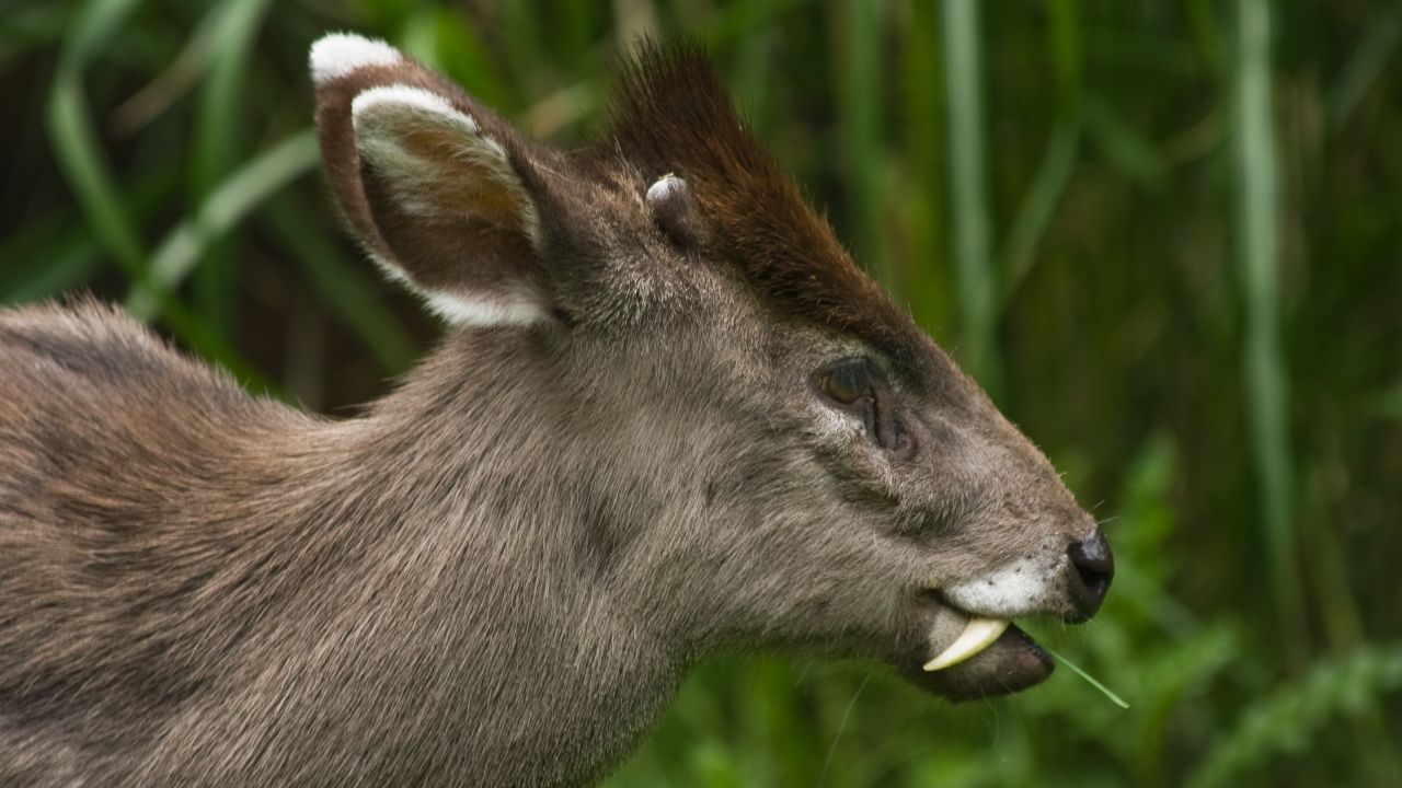 Tufted Deer