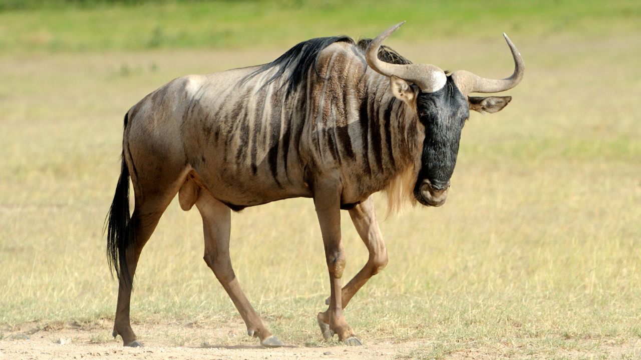 Wildebeest