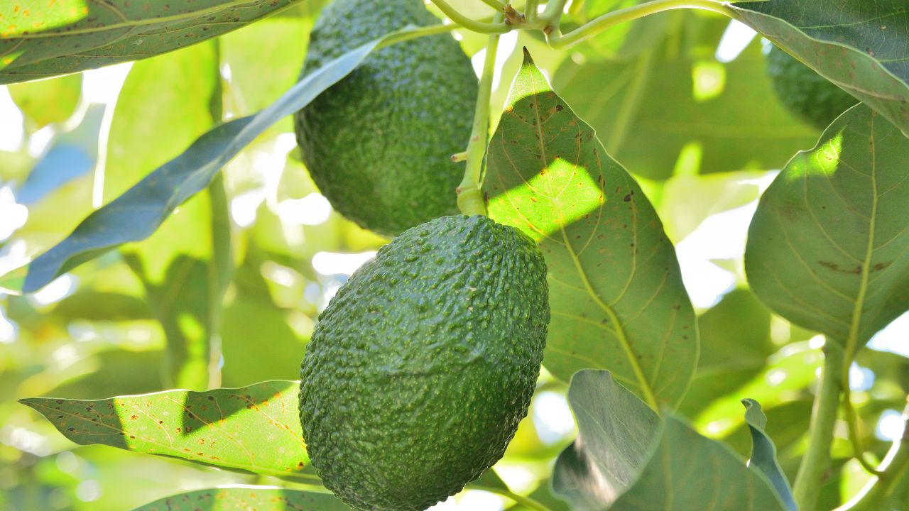 avocado tree