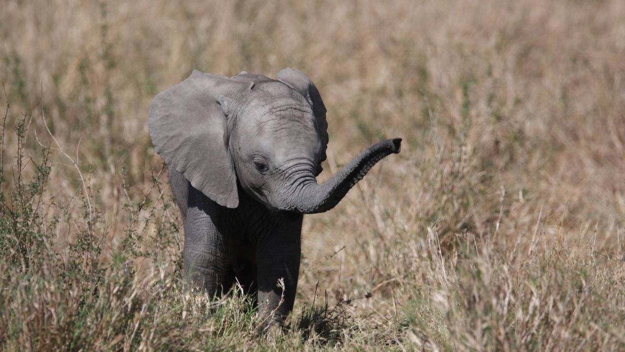 baby elephant