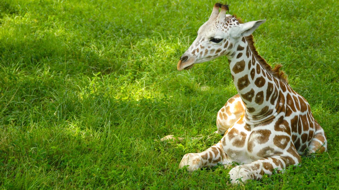 baby giraffe