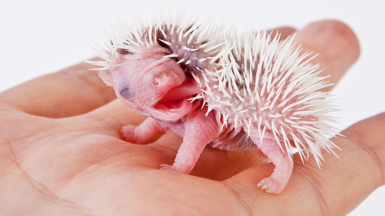 Baby Hedgehog