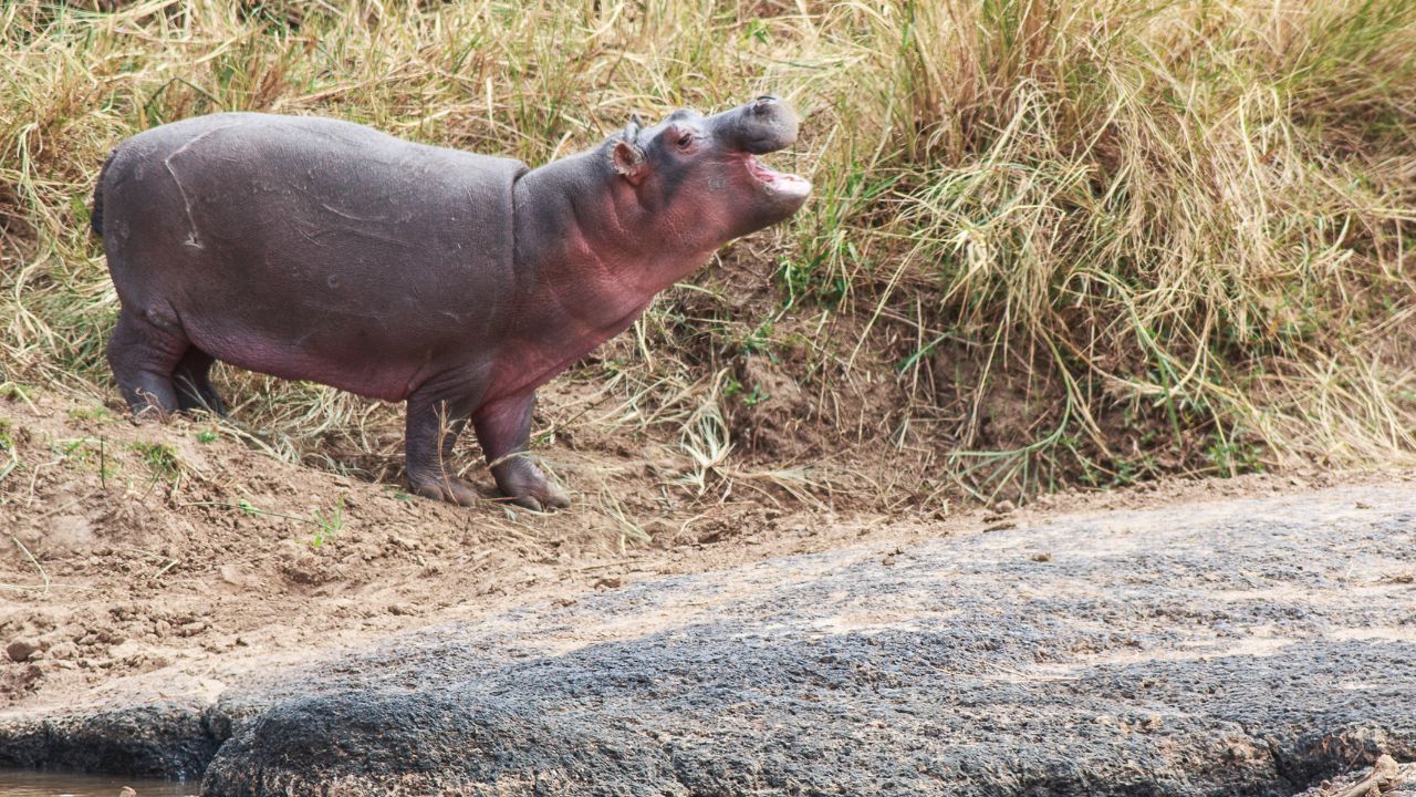 baby hippo