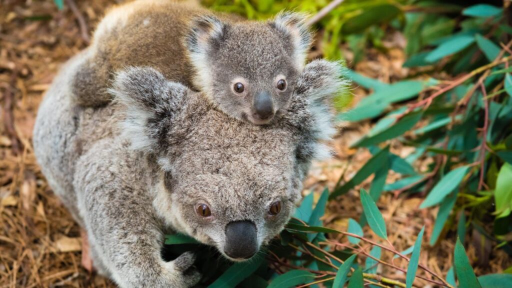 baby koala