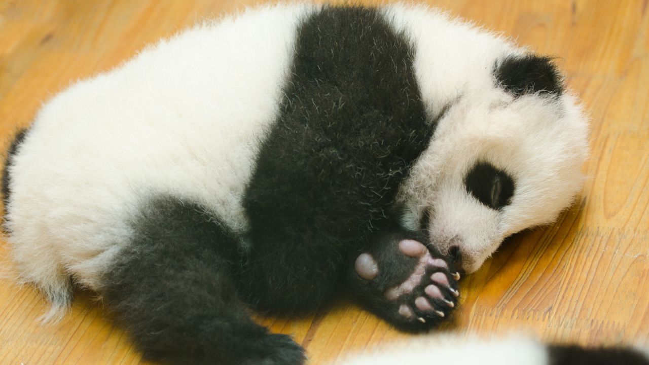 baby panda