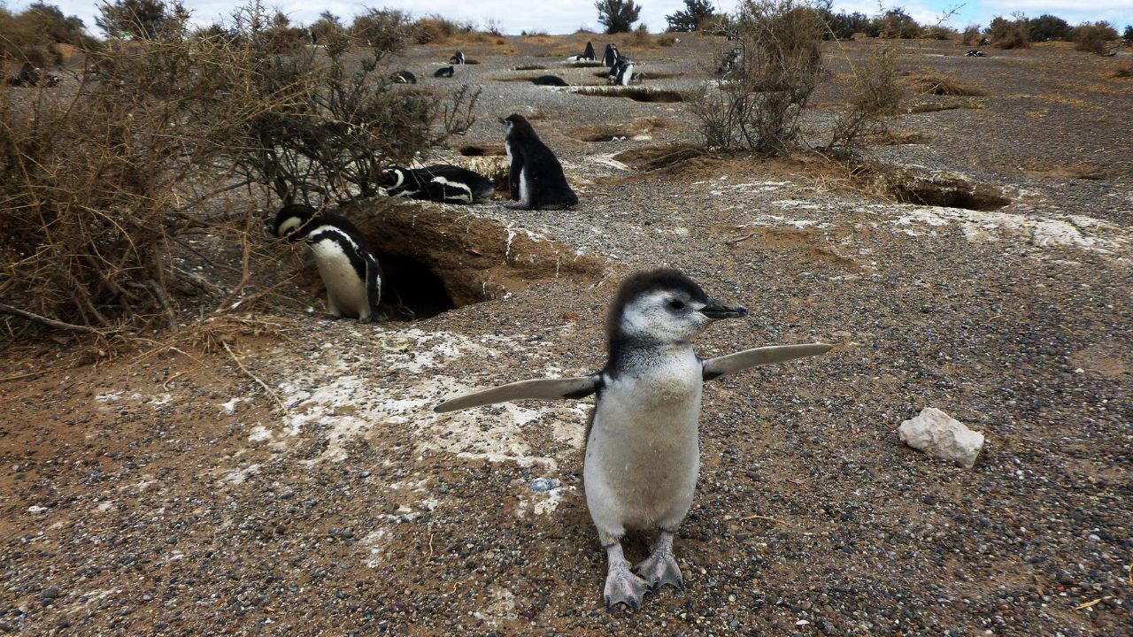 baby penguin