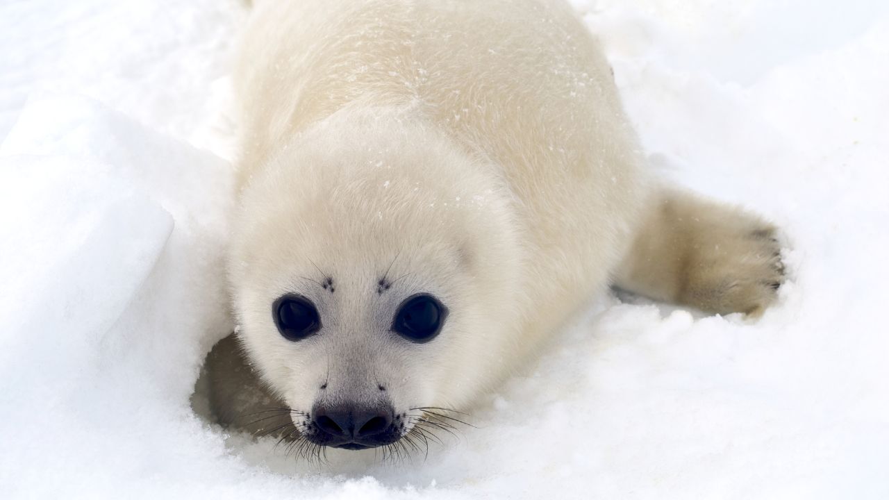 baby seal