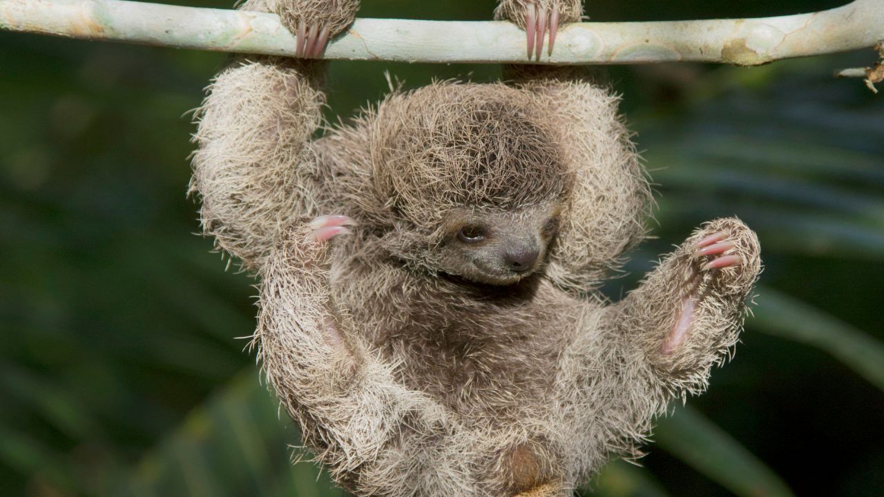 baby sloth