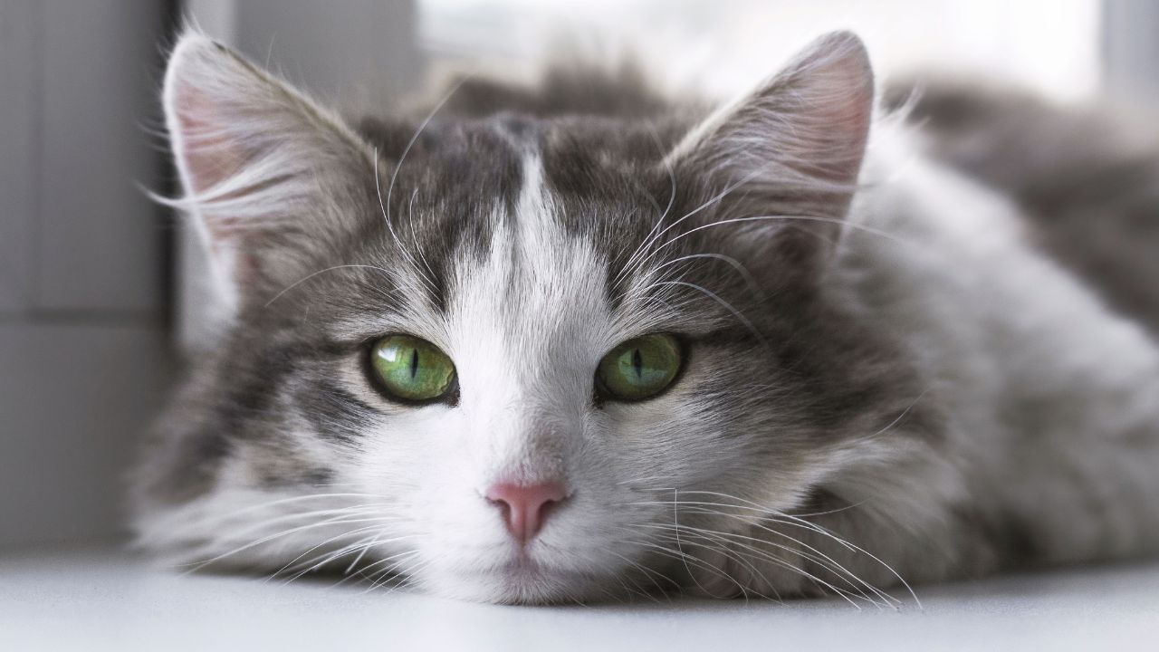 cat with green eyes