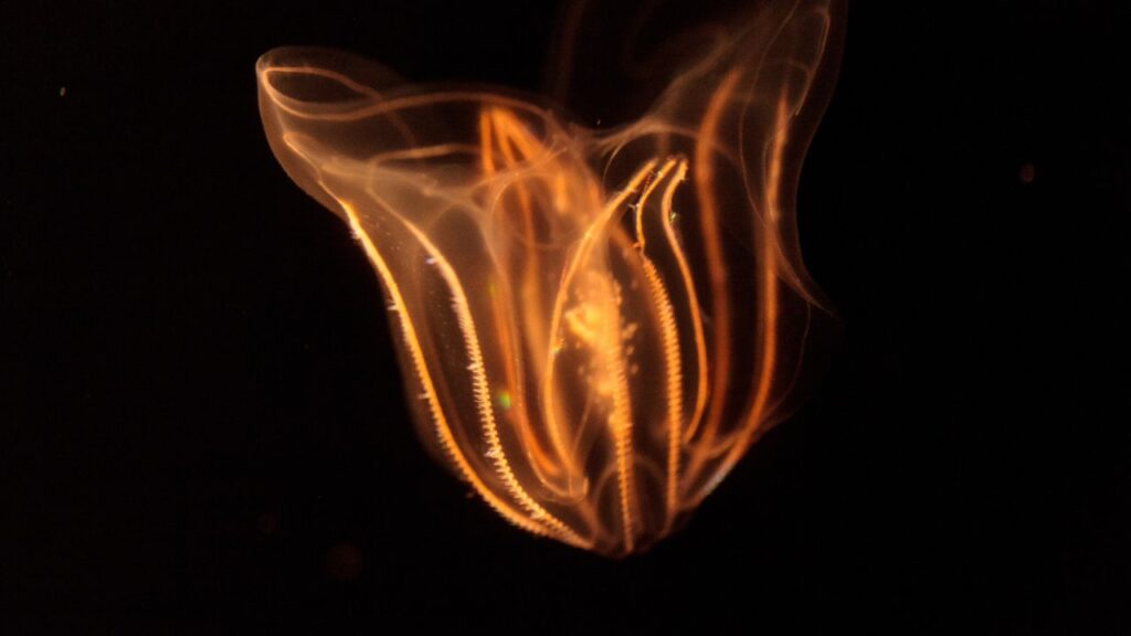 comb jellies