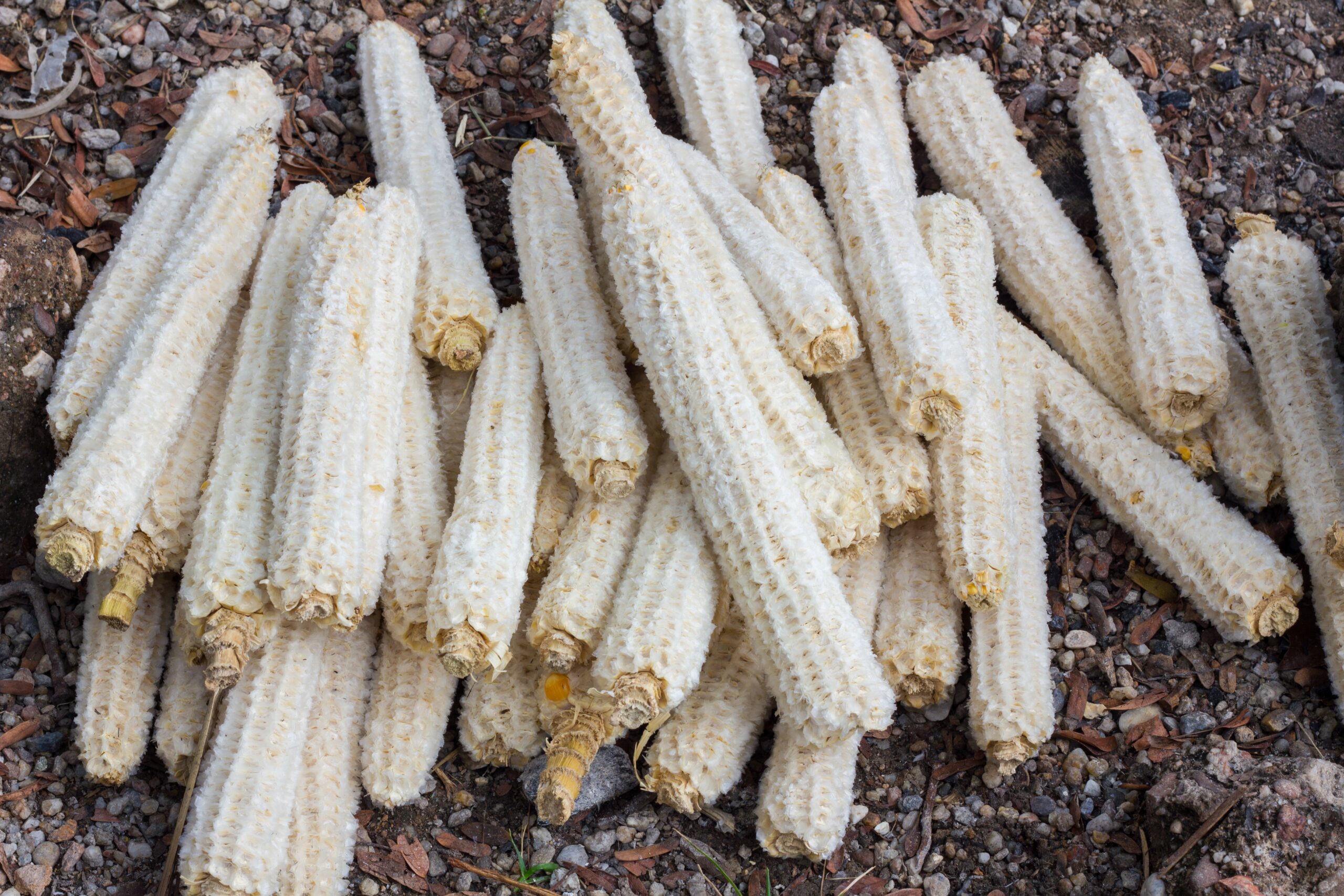 used corn on the cobs