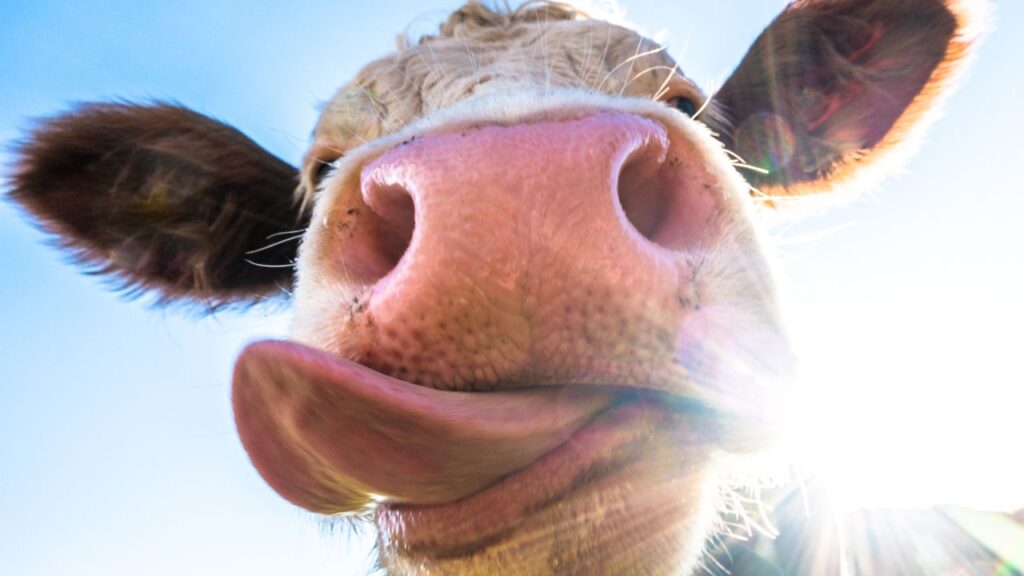 close up of cow