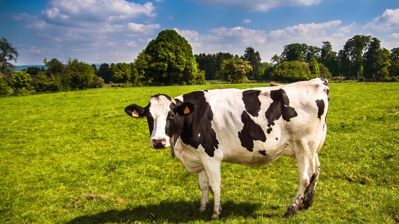 cow