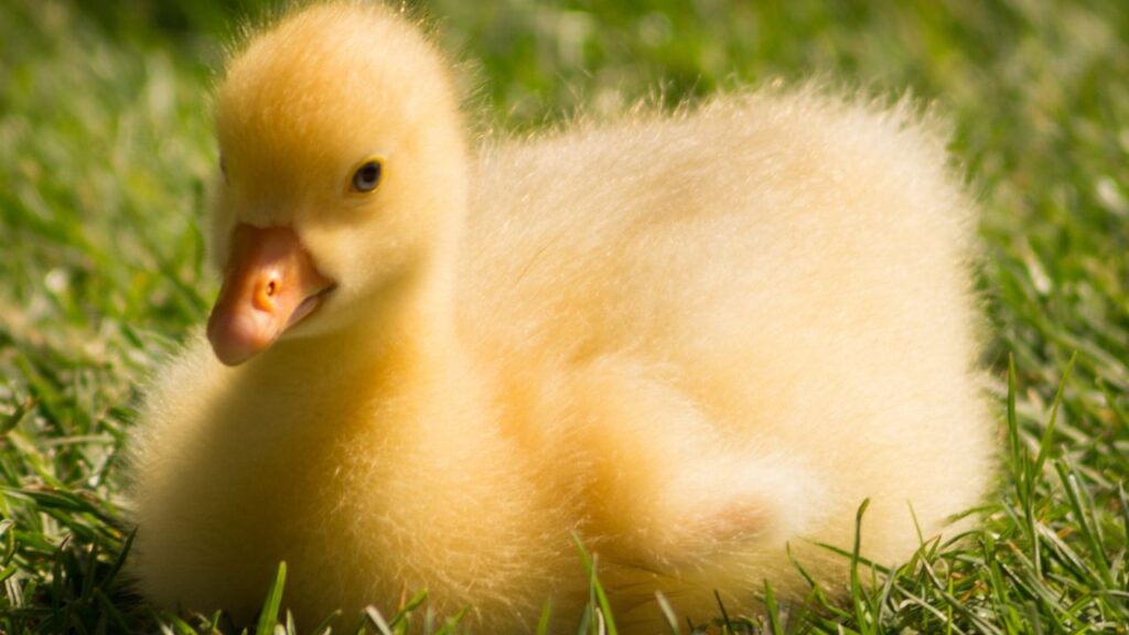 duckling