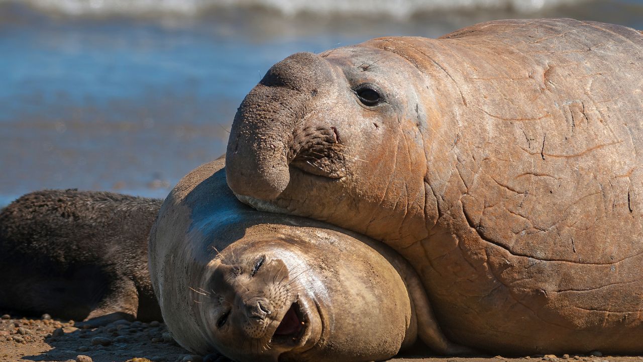 elephant seal