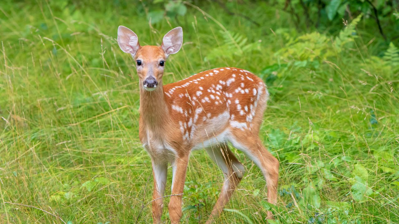 fawn