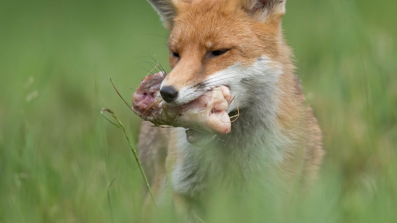 fox eating meat