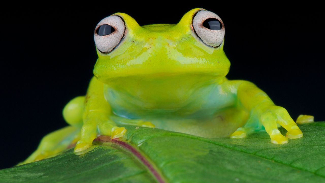 frog with green eyes