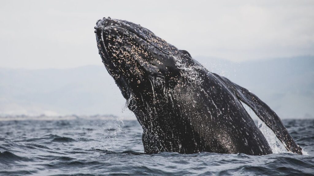 gray whale