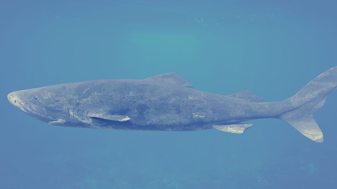 Greenland shark