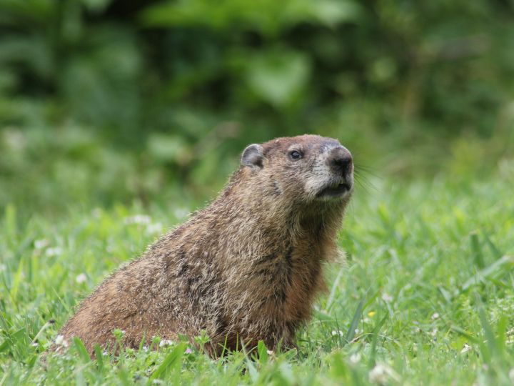 groundhog