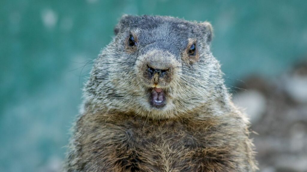 Do Groundhogs Like Oranges? Decoding Their Diet Preferences