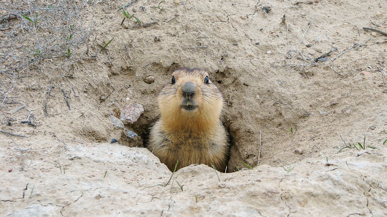 groundhog coming out of ground