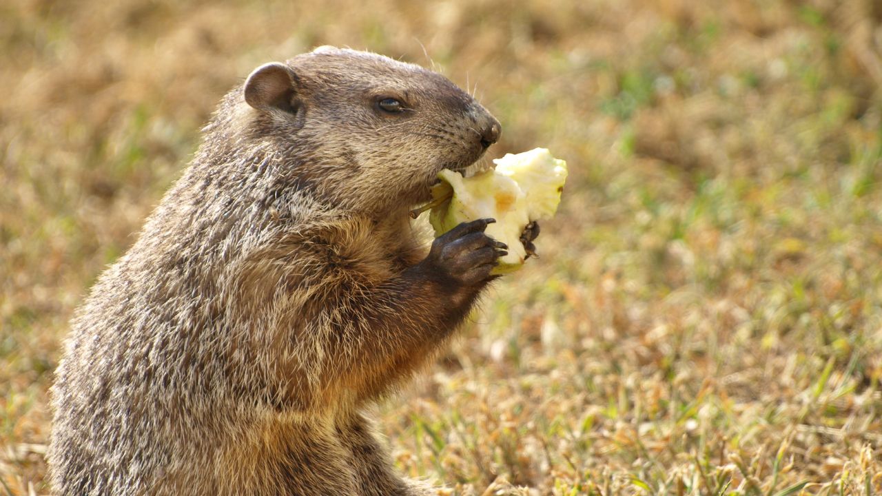 Do Groundhogs Like Oranges? Decoding Their Diet Preferences