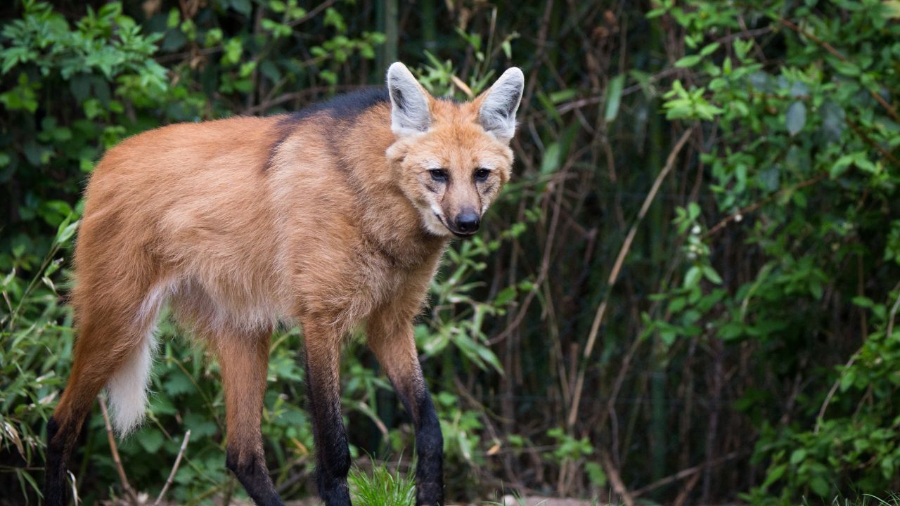 maned wolf