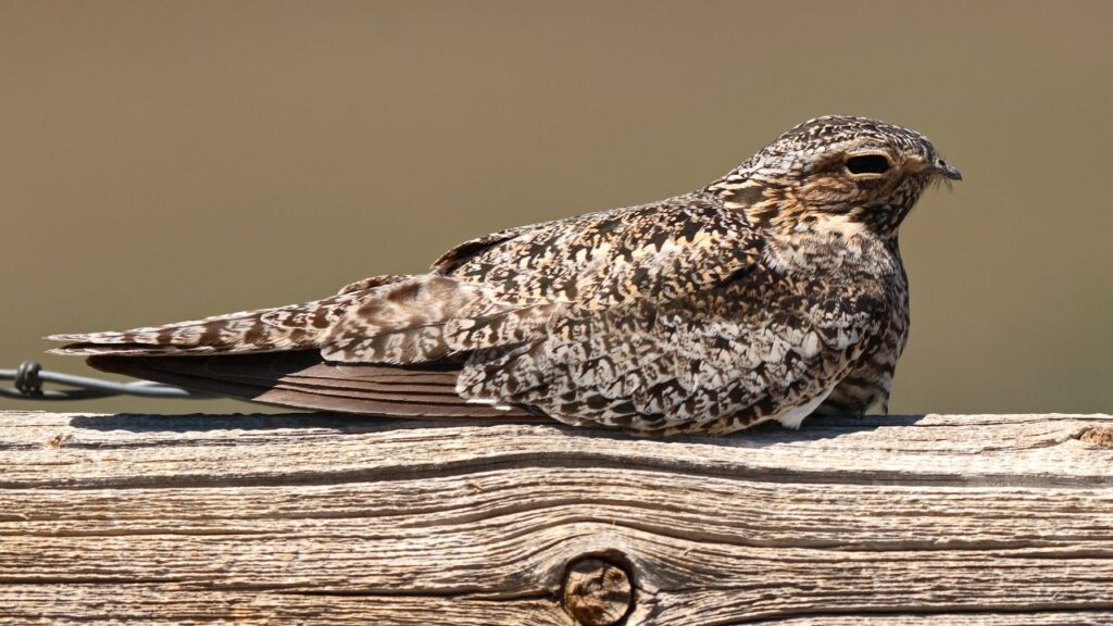 What Animals Eat Termites: A Comprehensive Guide - Outlandish Owl