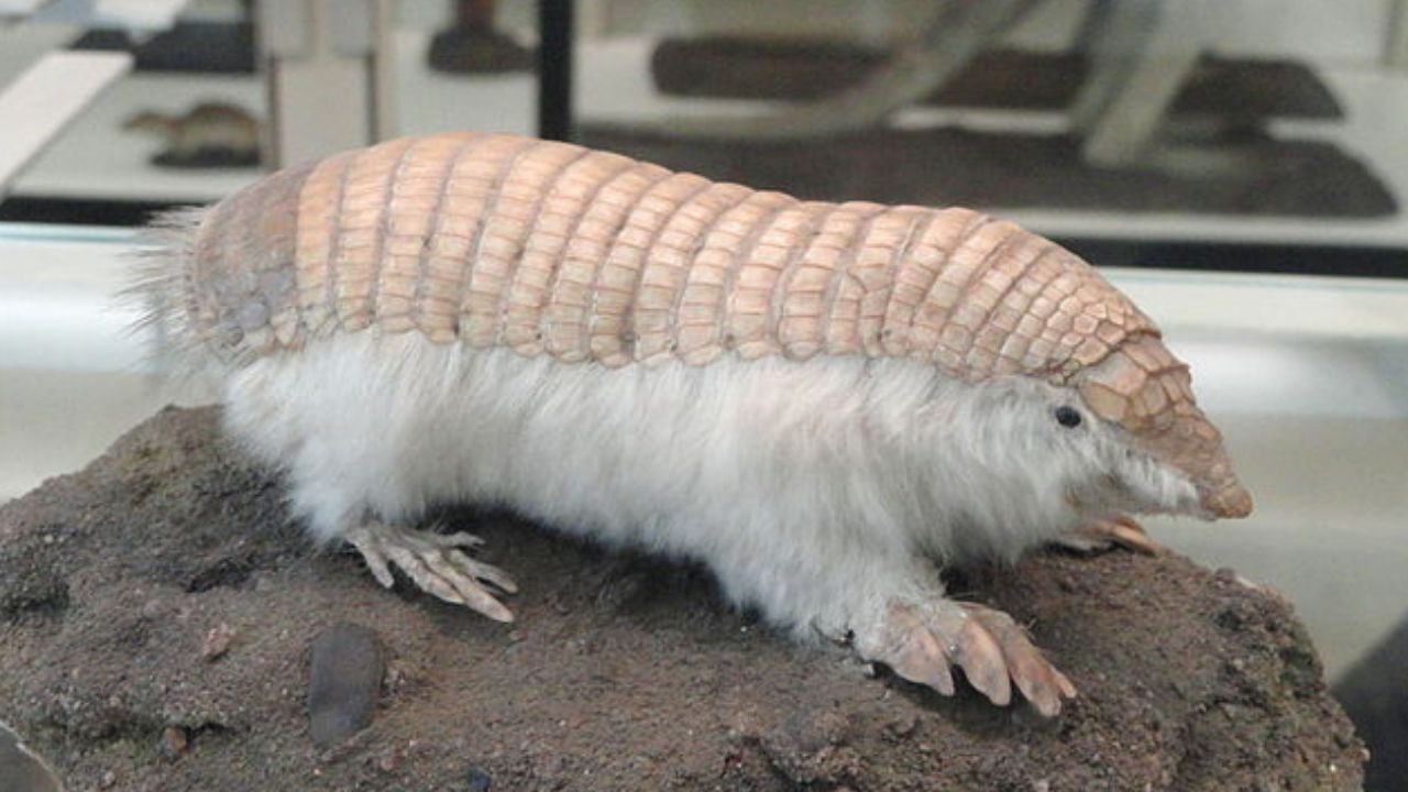 pink fairy armadillo