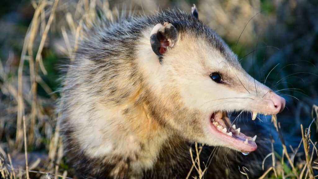 possum