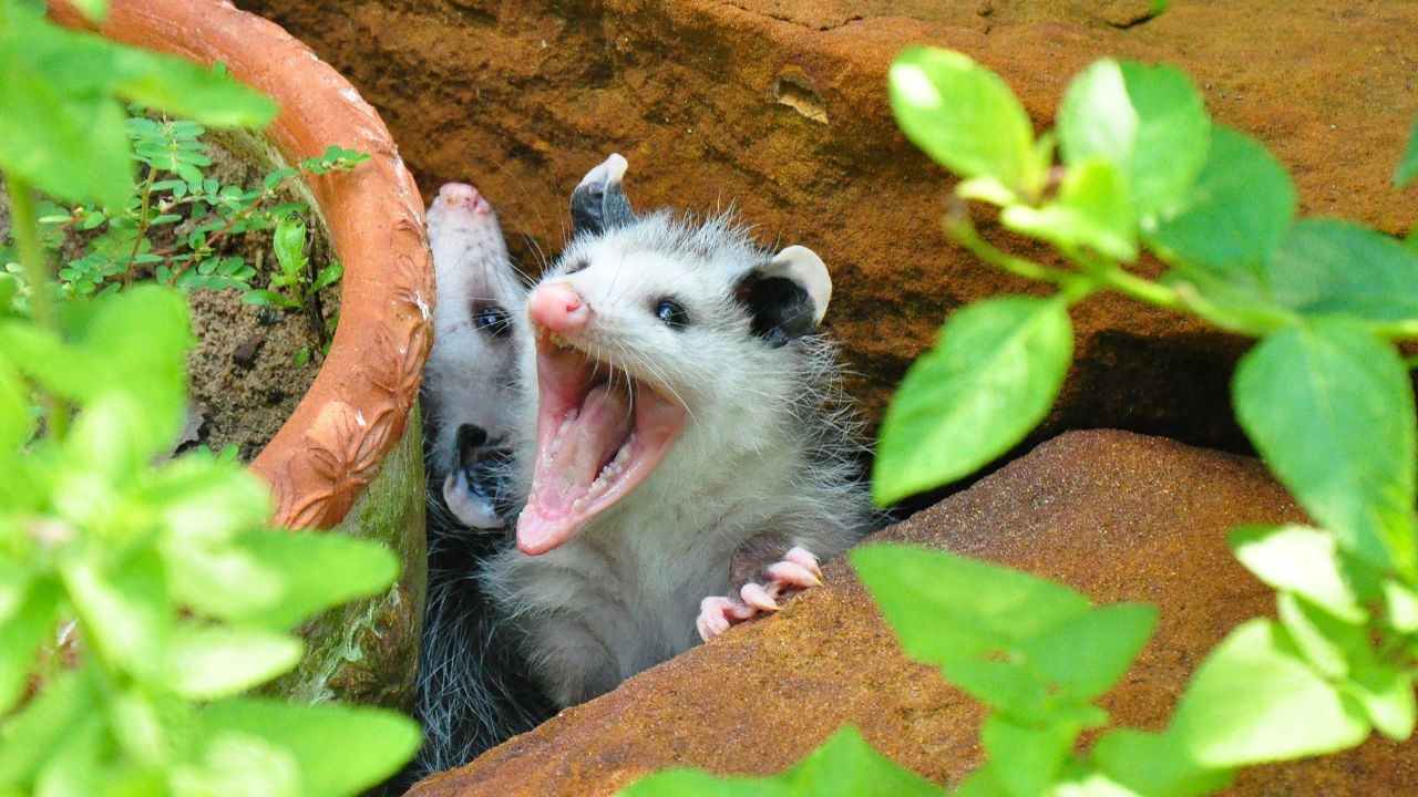 possum