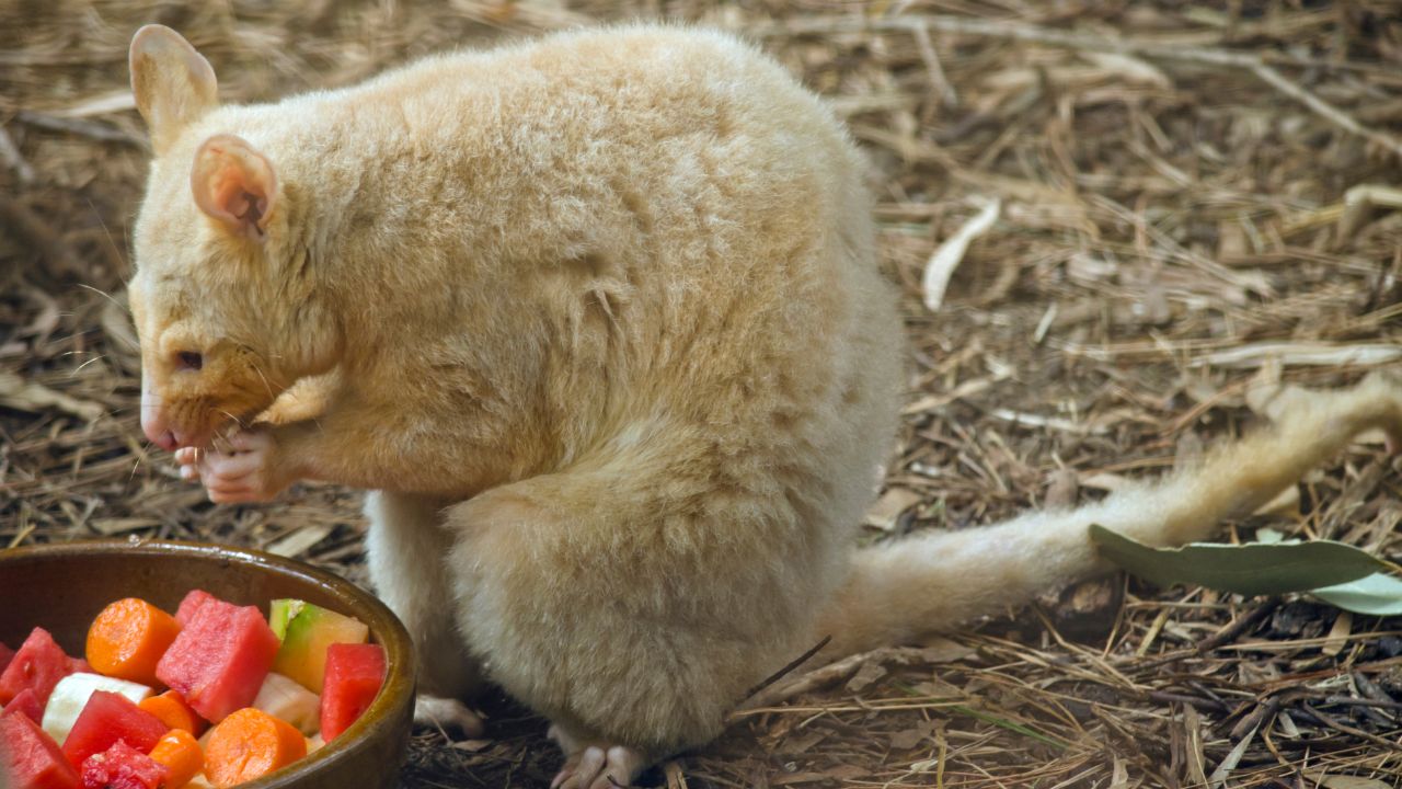 possum eating