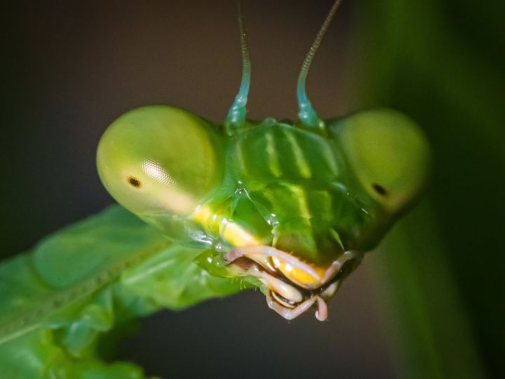 praying mantis