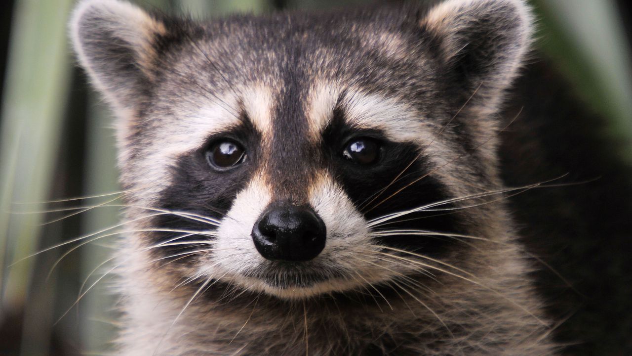 raccoon