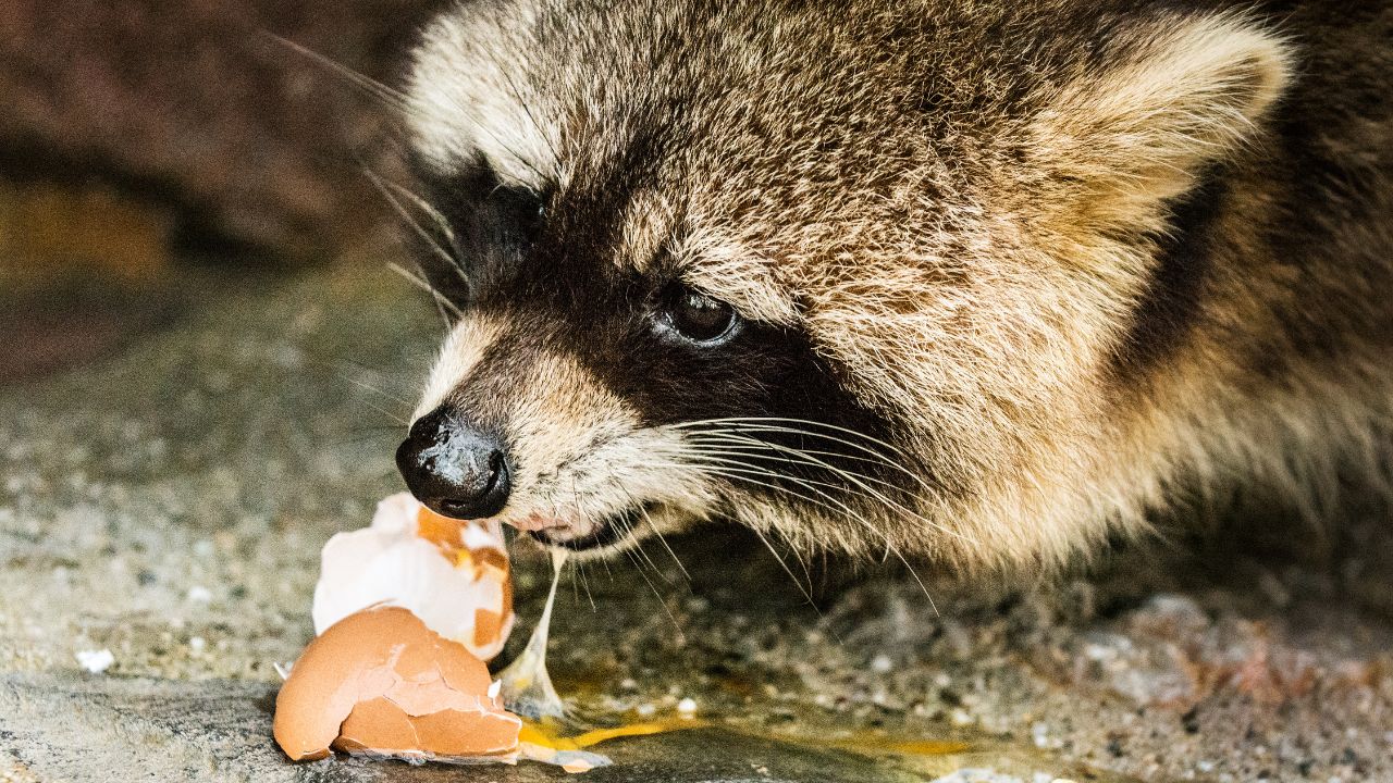 raccoon eating egg