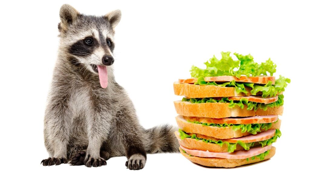 raccoon eating sandwich