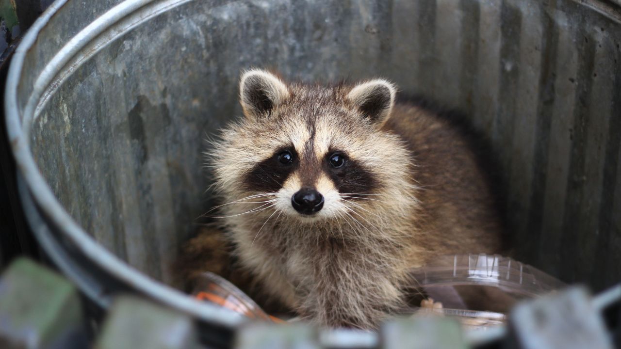 raccoon in rubbish bin