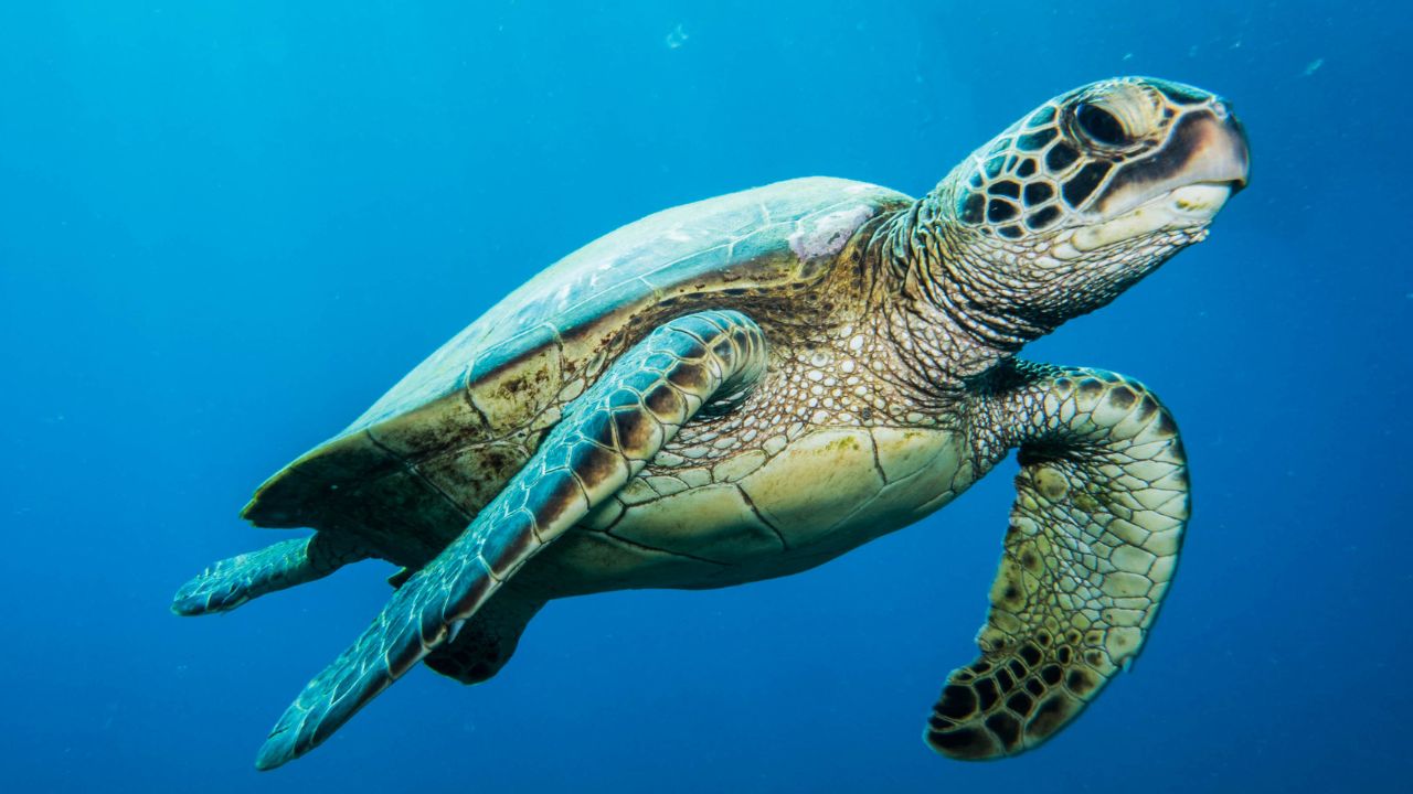 sea turtle